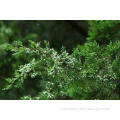 Pure Chinese Weeping Cypress Leaf , Chinese Herbal Medicine